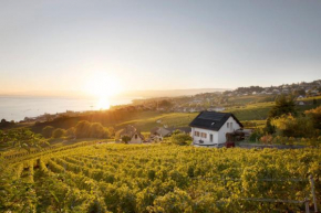 #Lavaux
